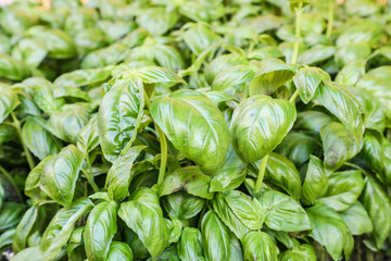 Fresh Basil at the market