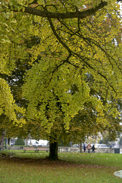 Ginkgo, Arbre aux quarante &eacute;cus, Ginkgo biloba