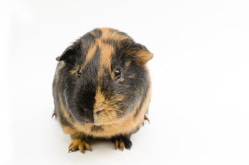 Meerschweinchen-Potrait frontal (glatt, kurzhaarig, brindle rot-schwarz)
