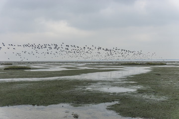 Gänseschwarm im Wattenmeer bei Ebbe