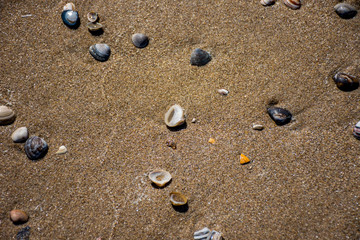 Seashells in the sand