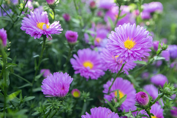 Fototapeta premium Symphyotrichum novi-belgii New York aster ornamental autumn plant in bloom