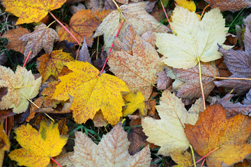 Naklejka na ściany i meble Background of autumn leaves lying on the ground