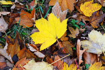 Background of autumn leaves lying on the ground