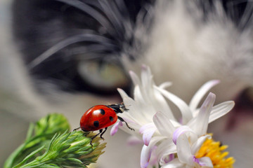 Ladybug and cat