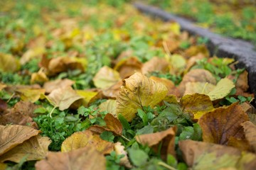Autumn colorful leaves. Slovakia