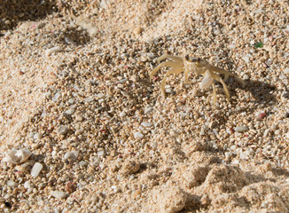 Camouflaged crab in the sand 