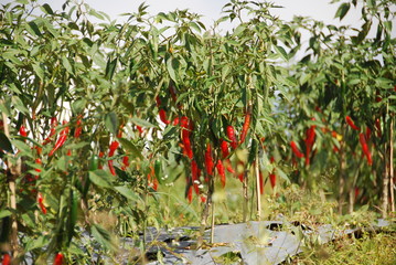 Plantation de piments, Indonésie