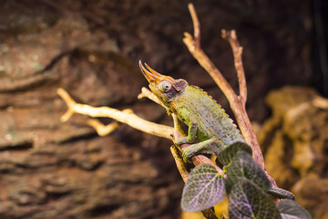 Live wild reptiles lizards shot close-up in nature 