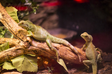 Live wild reptiles lizards shot close-up in nature 