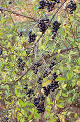 Autumn branch with wild blueberries in forest. Early autumn, seasonal wild fruit