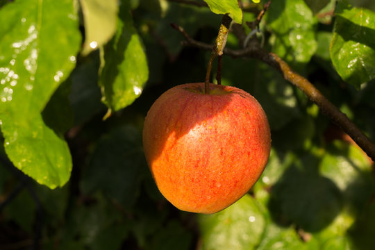 Ripe organic apple Braeburn on apple tree