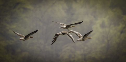 flying gray geese