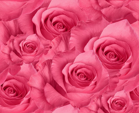 seamless pattern pink rose