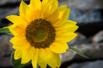 Naklejka premium Closeup of one yellow sunflower with blurred stonewall on background