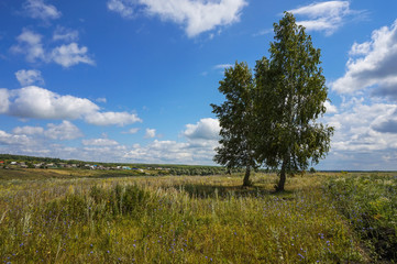 Two birches in the field in the summer noon