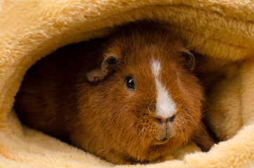 sehr gemütlich...rotes US-Teddy Meerschweinchen