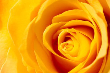 Obrazy na Szkle  Zbliżenie żółtej róży.
