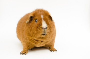 verwundertes Teddy-Meerschweinchen