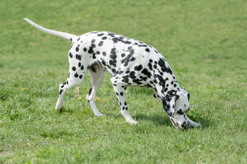 Adorable black Dalmatian dog outdoors in summer
