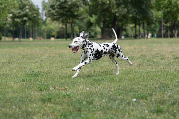 Adorable black Dalmatian dog outdoors in summer - obrazy, fototapety, plakaty