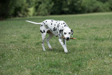 Adorable black Dalmatian dog outdoors in summer