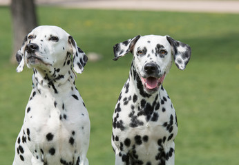 Portrait of Two young beautiful Dalmatian dogs
