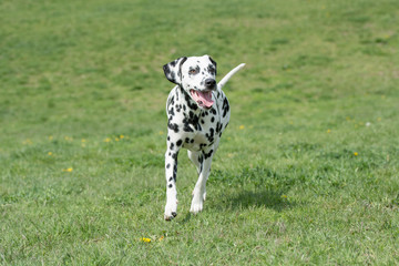Adorable black Dalmatian dog outdoors in summer