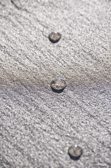 Jellyfish in round form on sandy beach/Closeup of jellyfish in circular form on ocean sand