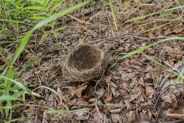 Bird nest on the ground in the woods