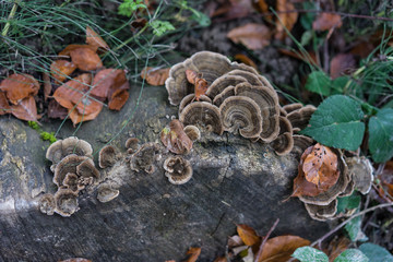 mushroom grown on stone in forrest