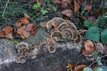 mushroom grown on stone in forrest