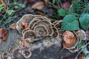 mushroom grown on stone in forrest