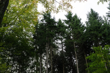 low angle view of trees in forrest with sky