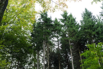 low angle view of trees in forrest with sky
