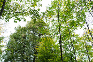 Fototapeta premium low angle view of trees in forrest with sky