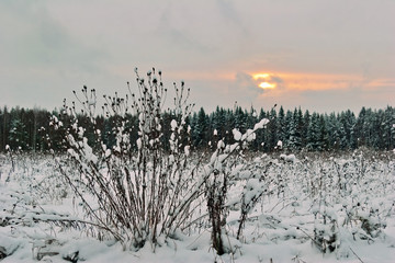 winter landscape