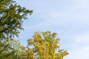 yellow and green tree in autumn with sky background