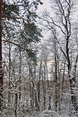 winter forest