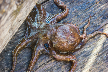 Octopus in a Pier
