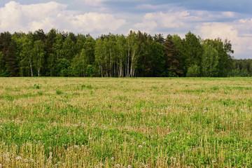 Obraz premium Dandelion Field Summer