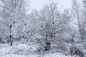 winter forest covered snow