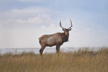 Male Elk in meadow/Male Elk standing in meadow grass at sunset near ocean