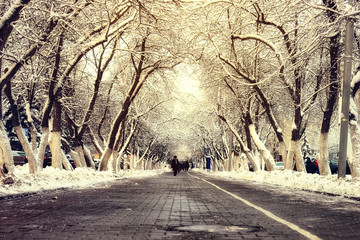 pedestrian pathway tree winter