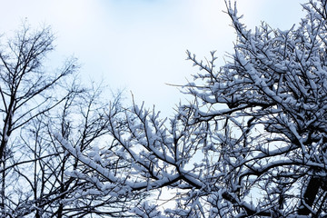 bare branches in winter 