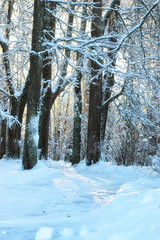 Fototapeta na wymiar winter forest landscape sunlight snow