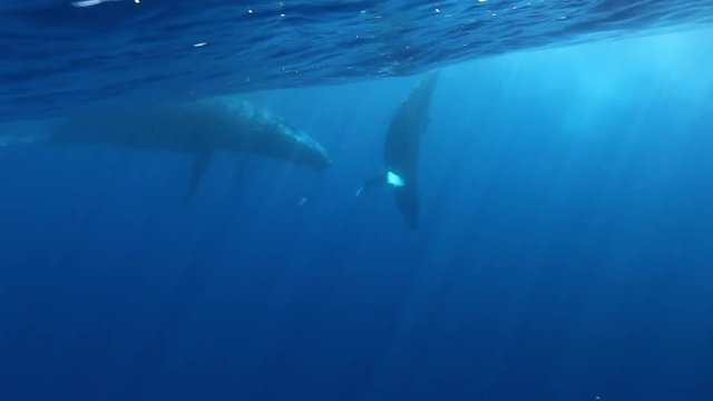Humpback whales mother and young calf in Pacific ocean in sunlight underwater. Amazing background of water surface. Unique video for film in blue sea of Roca Partida Island.