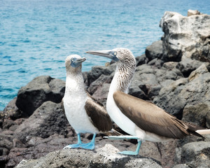 Galapagos Islands
