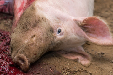 domestic slaughter of pig. The bloody pork carcass lies in a pool of blood on the ground