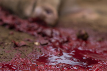 domestic slaughter of pig. The bloody pork carcass lies in a pool of blood on the ground